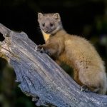 Zaujímavosti o kunách, ktoré by ste mali vedieť aj vy