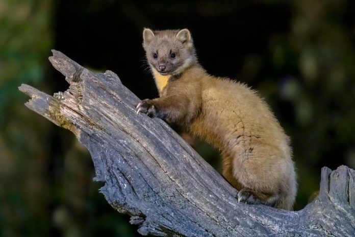 Zaujímavosti o kunách, ktoré by ste mali vedieť aj vy